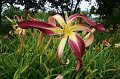 IMG_4664 (Medium)